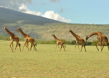 First Hand Perspective on Africa’s Underestimated Investment Potential