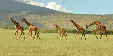 First Hand Perspective on Africa’s Underestimated Investment Potential